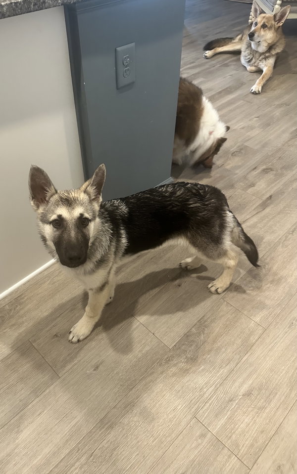 Roll - Adoption Pending