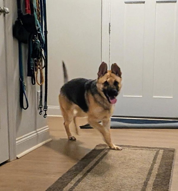 Shenzi - Adoption Pending