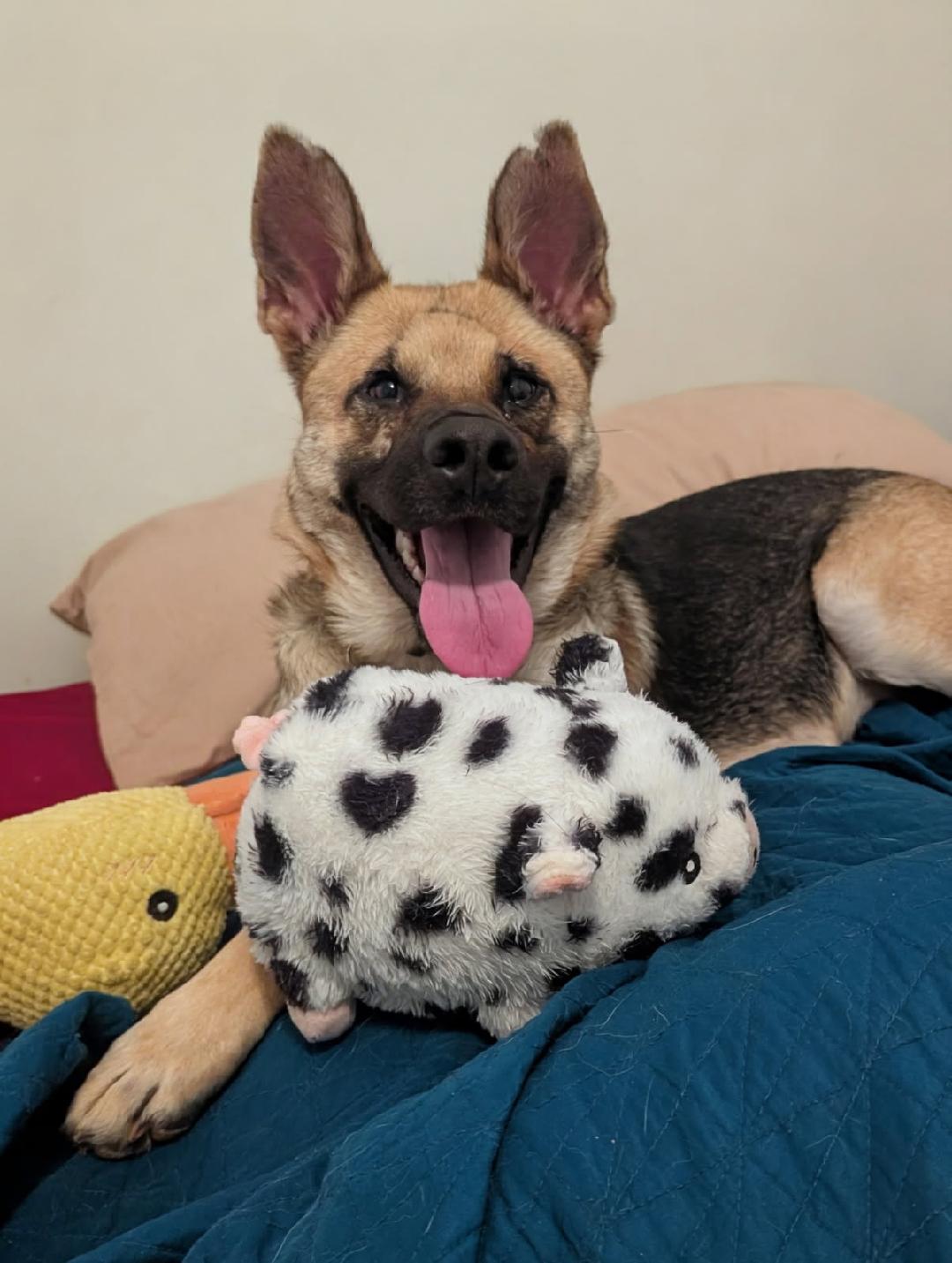 Shenzi - Adoption Pending