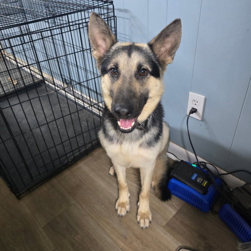 Rex, an adoptable German Shepherd Dog in La Grange , NC