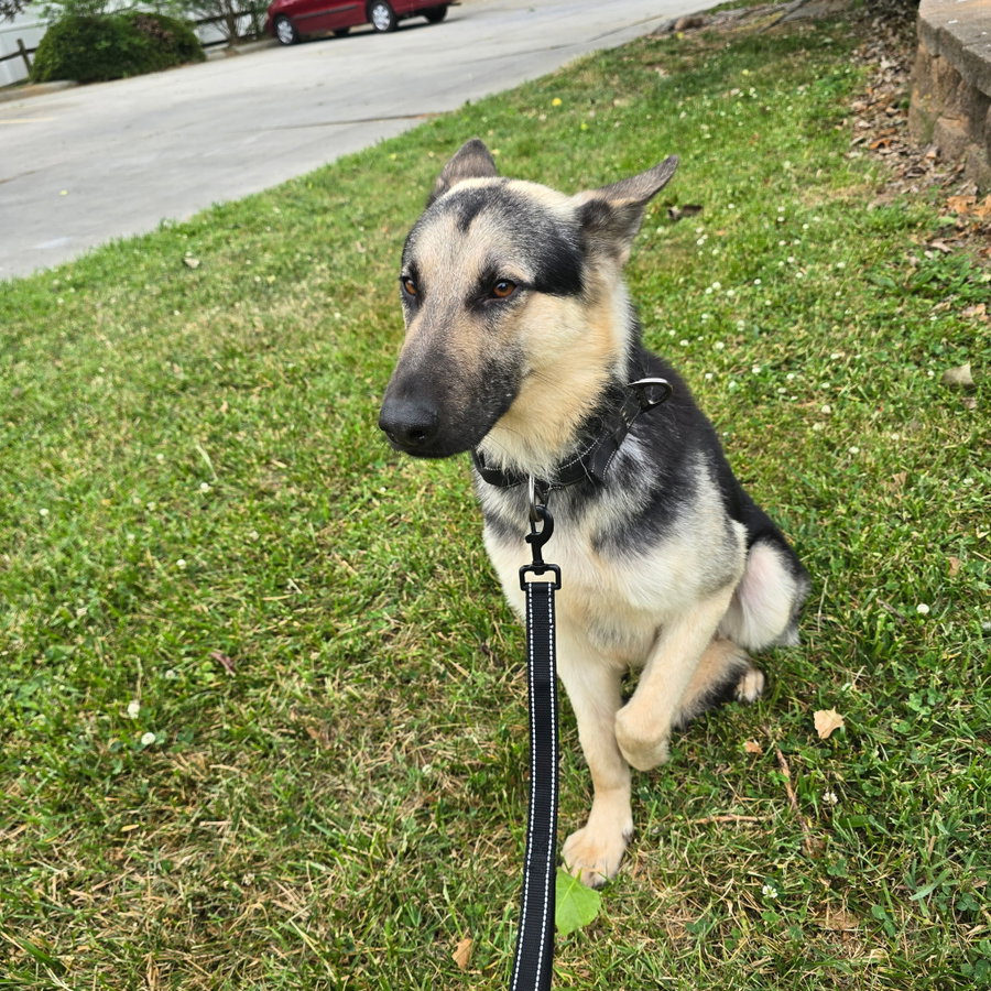 Rex - Adoption Pending