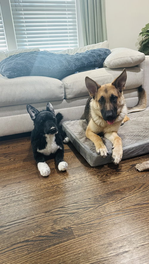 Tallulah - Adoption Pending, an adoptable German Shepherd Dog in La Grange , NC