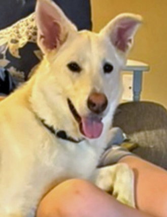 Winnie - Adoption Pending, an adoptable German Shepherd Dog in La Grange , NC
