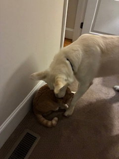 Winnie - Adoption Pending