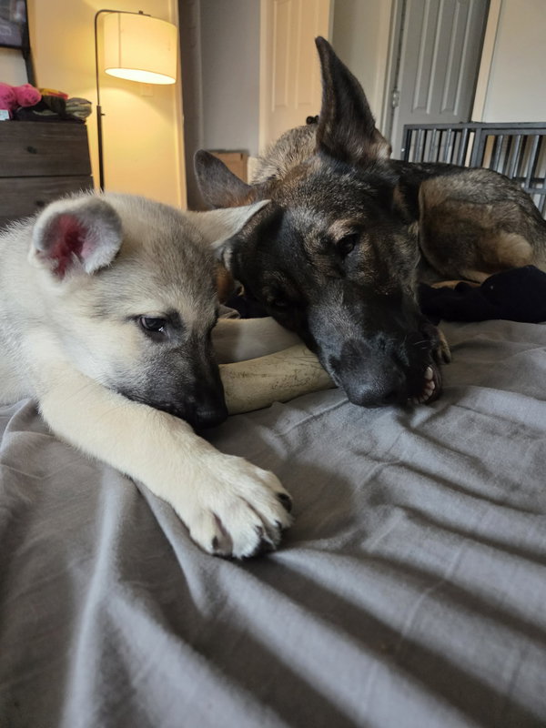 Heimlich - Adoption Pending
