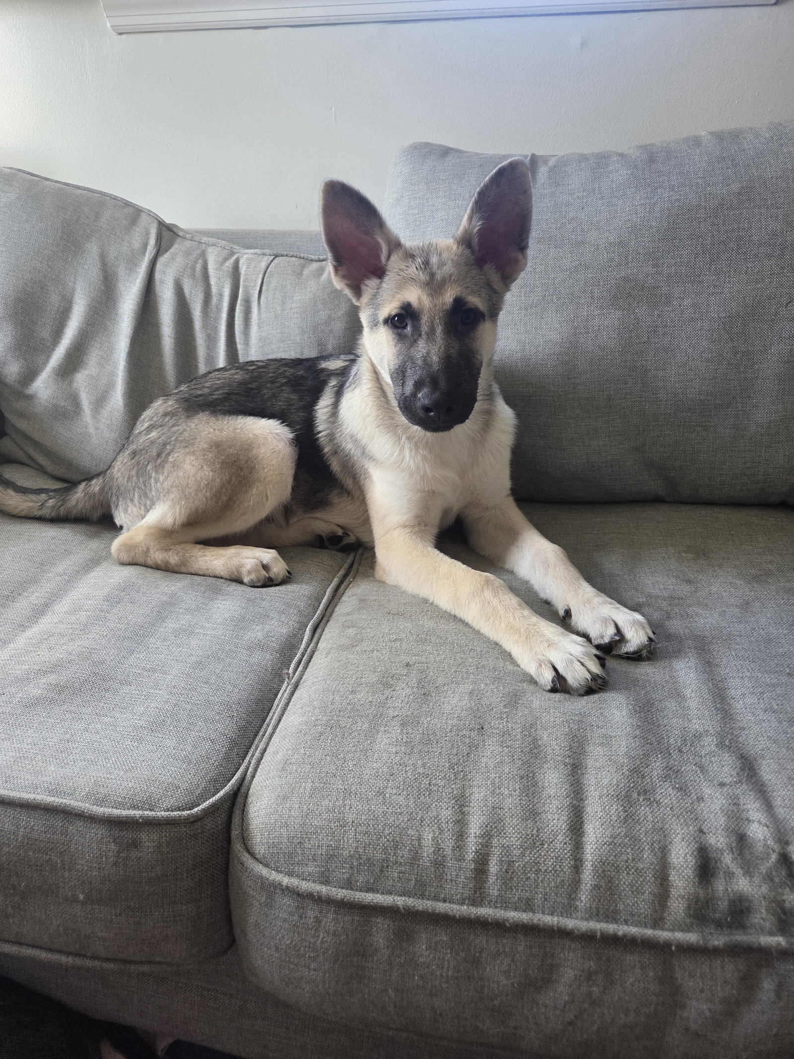 Heimlich - Adoption Pending