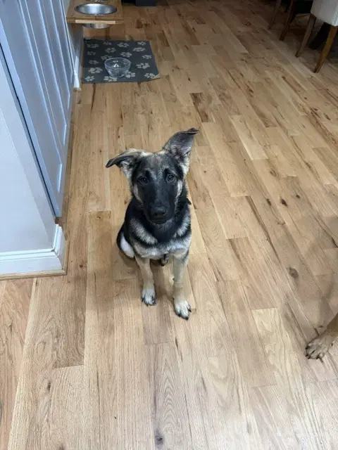Jordi - German Shepherd Dog