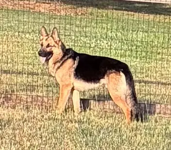 Flynn - German Shepherd Dog