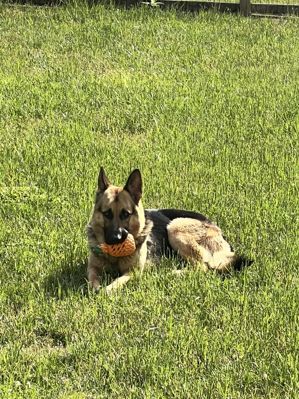 Flynn