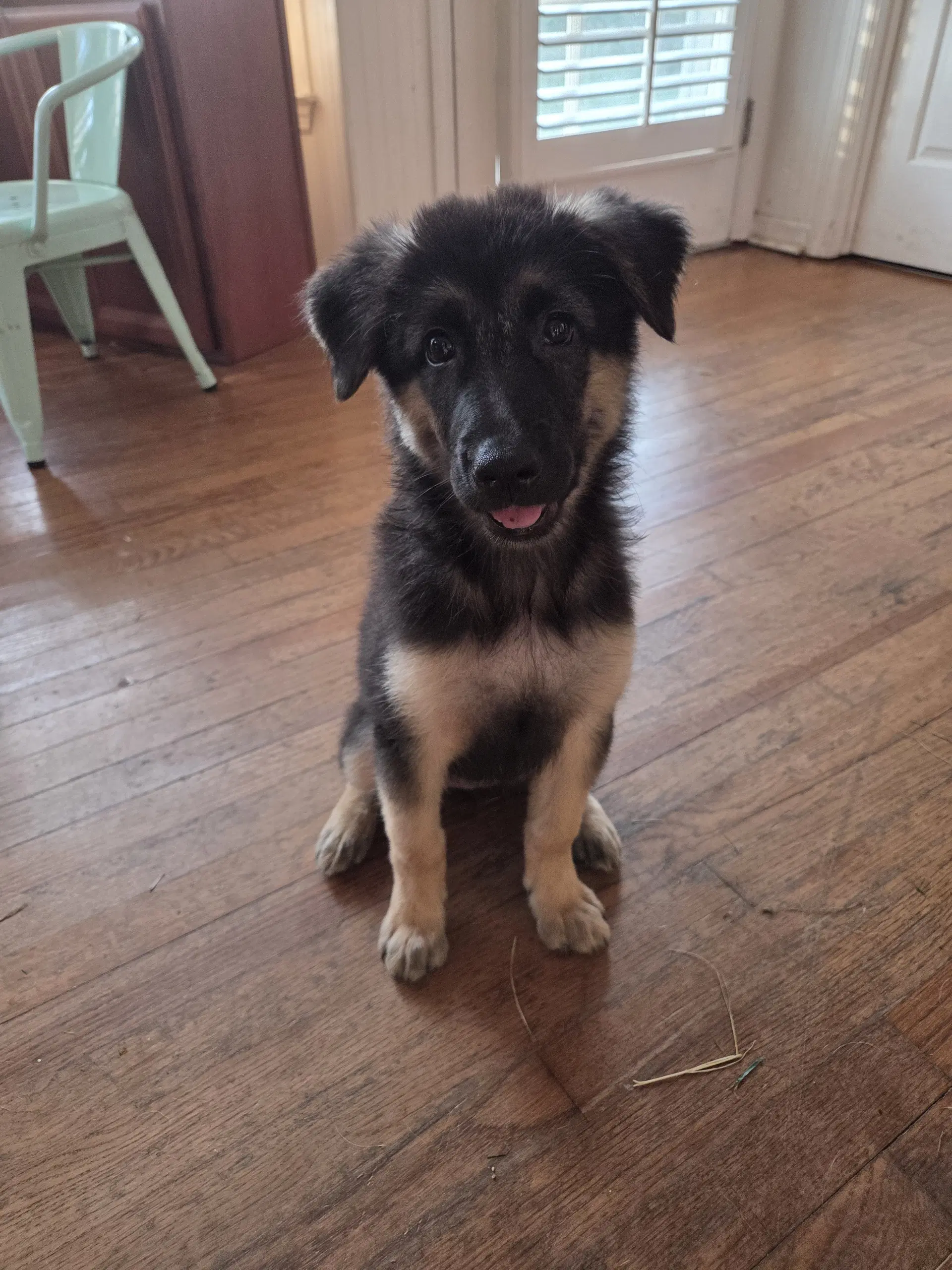 Giggle - German Shepherd Dog
