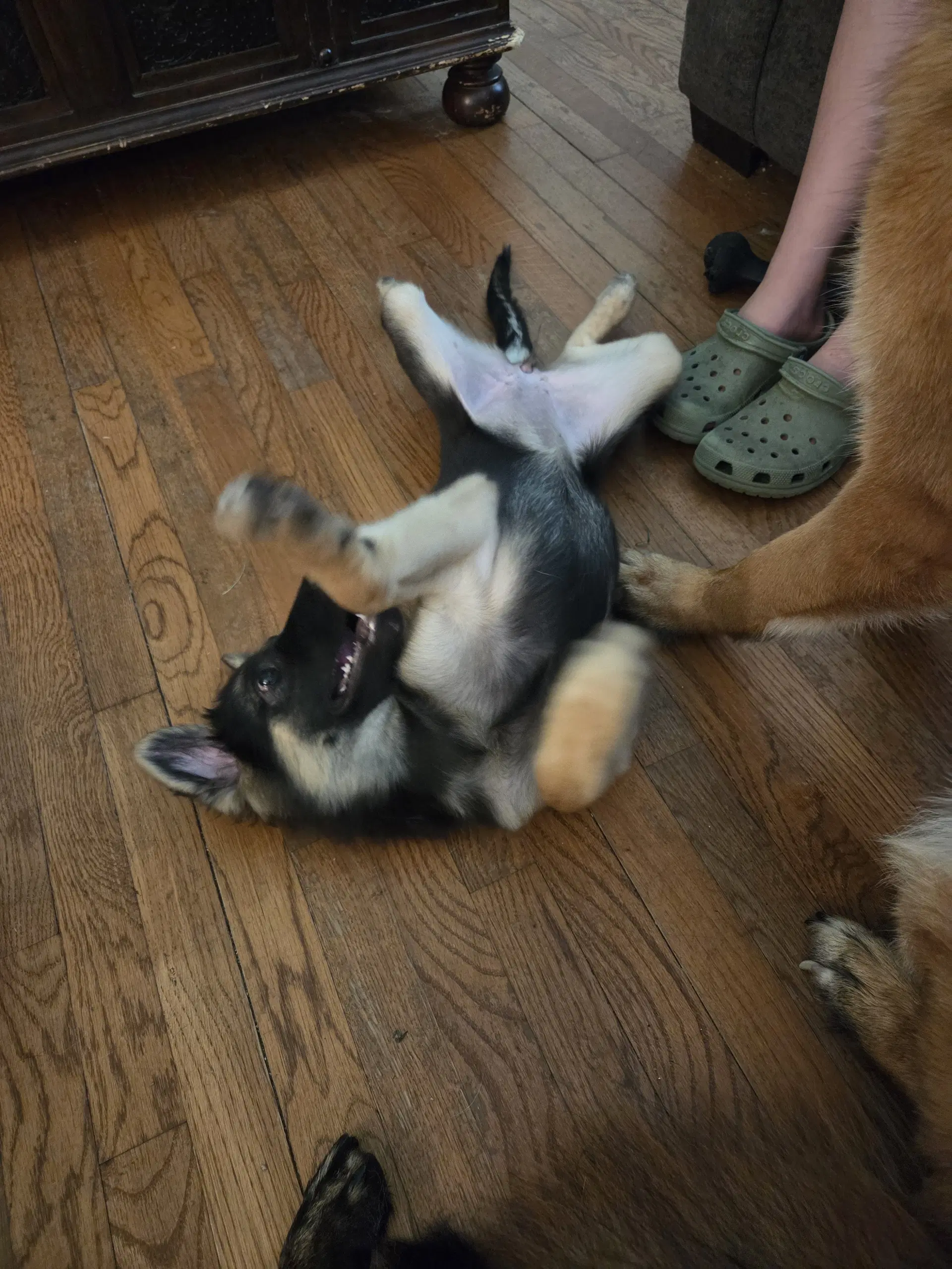 Giggle image 4