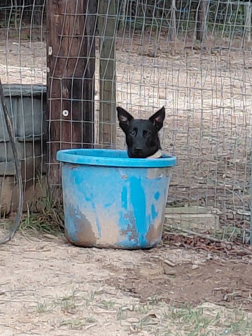 Star, a dog for adoption from Freedom German Shepherd Rescue