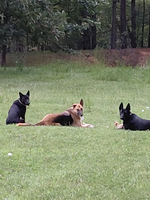 Photo 2 of Star