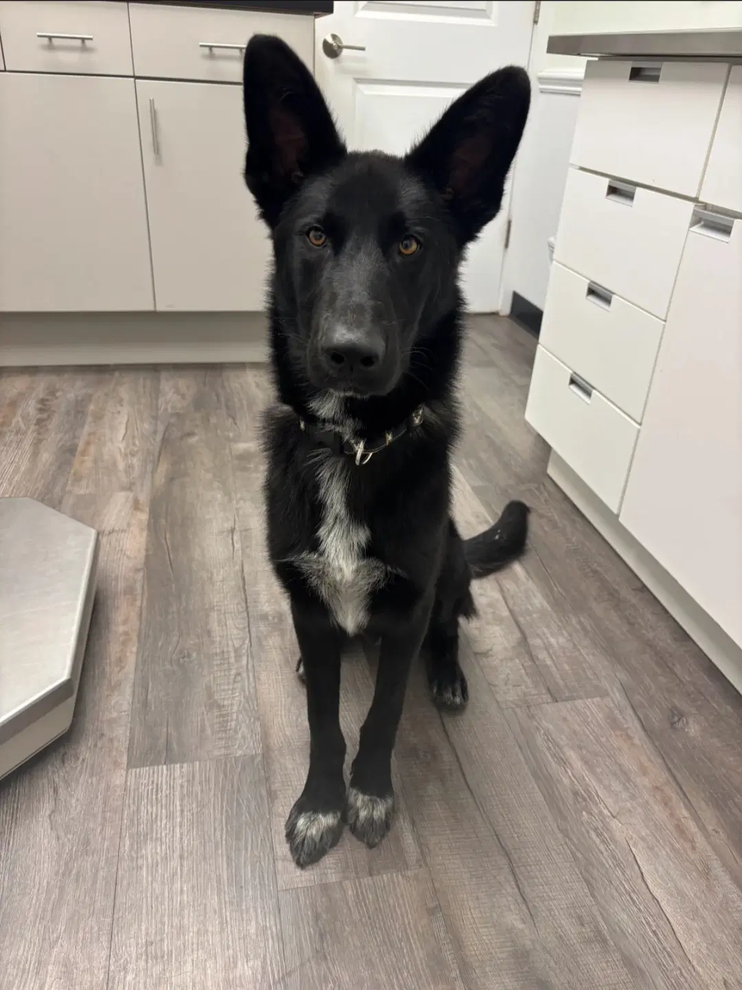 Axle - German Shepherd Dog