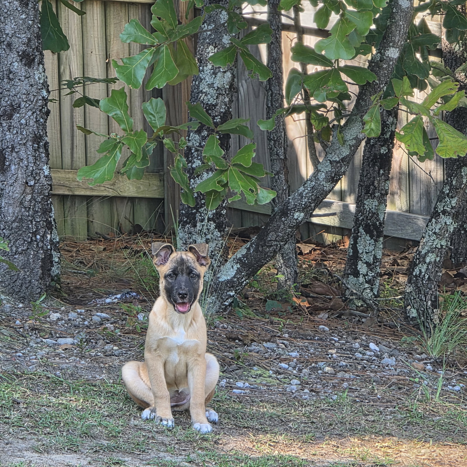 Zev, German Shepherd Dog