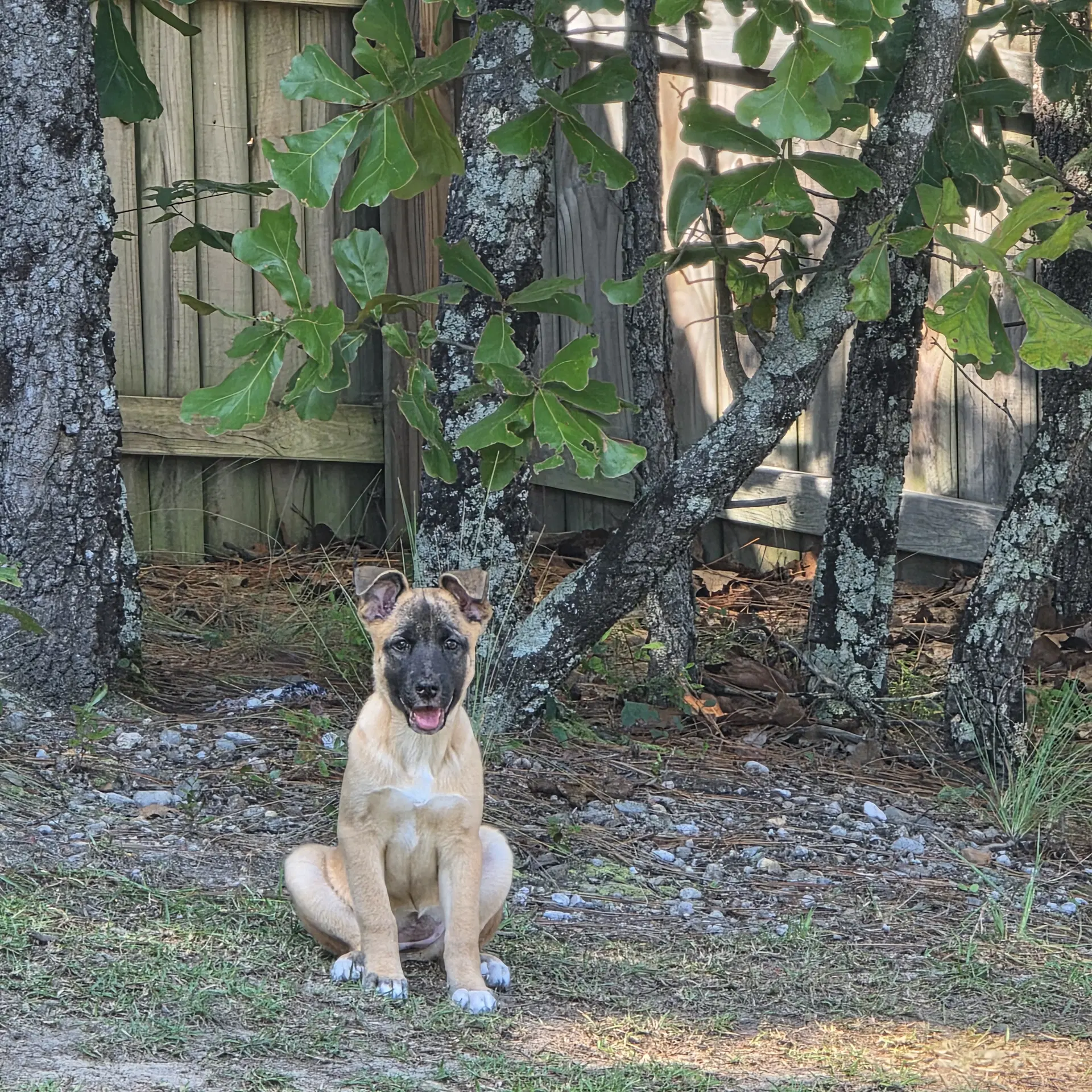 Zev - German Shepherd Dog