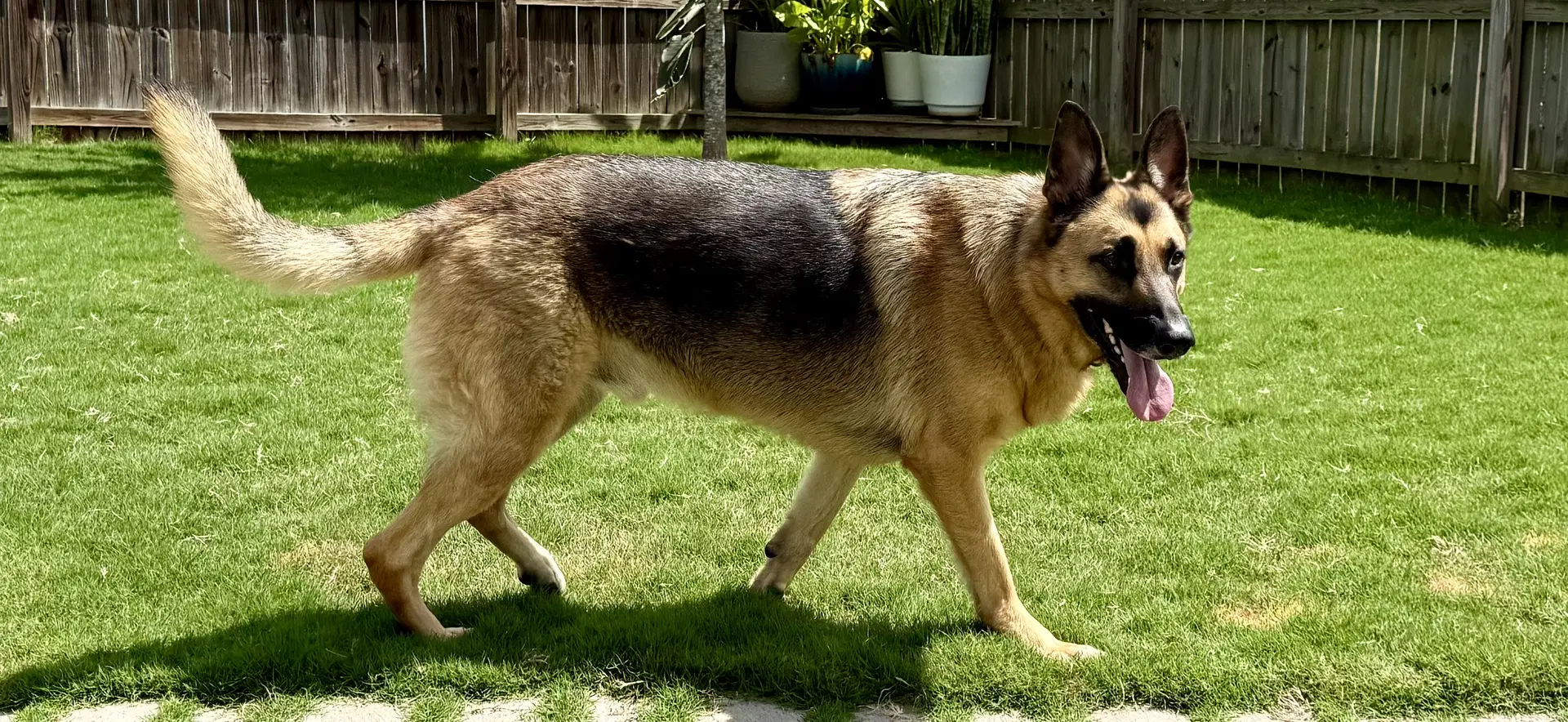 Jeb - German Shepherd Dog