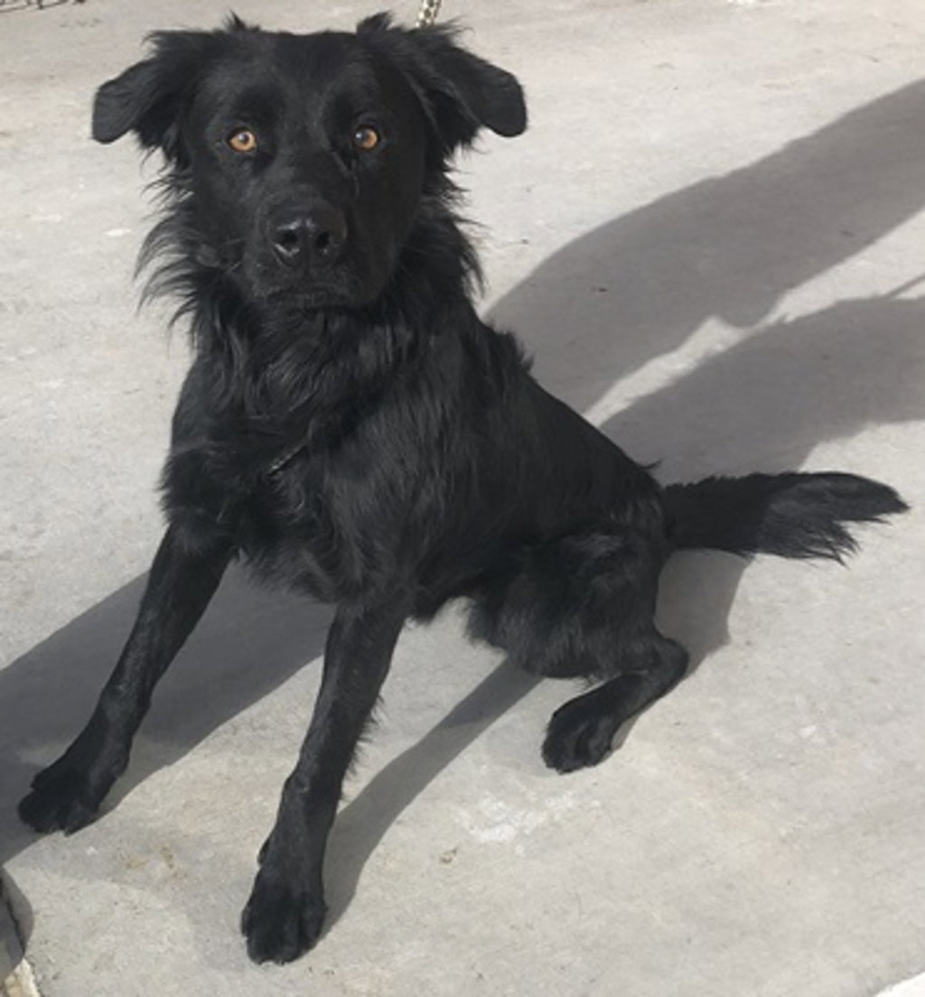 Dog for Adoption Allspice, a Retriever in Grand Junction, CO Alpha Paw
