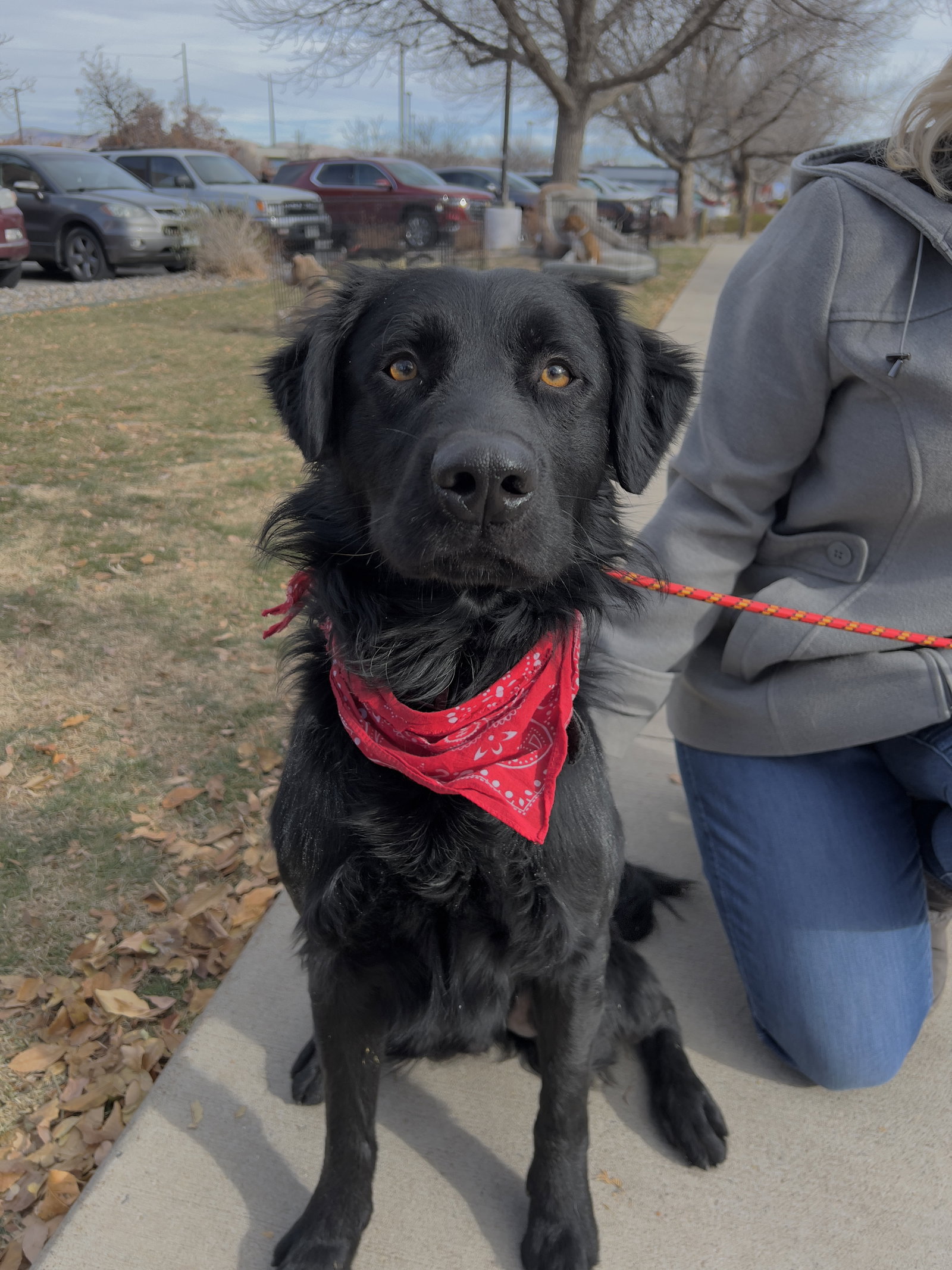 Dog for Adoption Allspice, a Retriever in Grand Junction, CO Alpha Paw