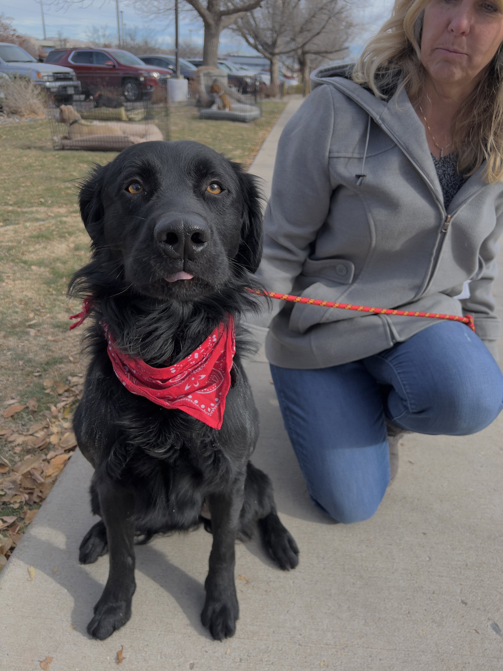 Dog for Adoption Allspice, a Retriever in Grand Junction, CO Alpha Paw