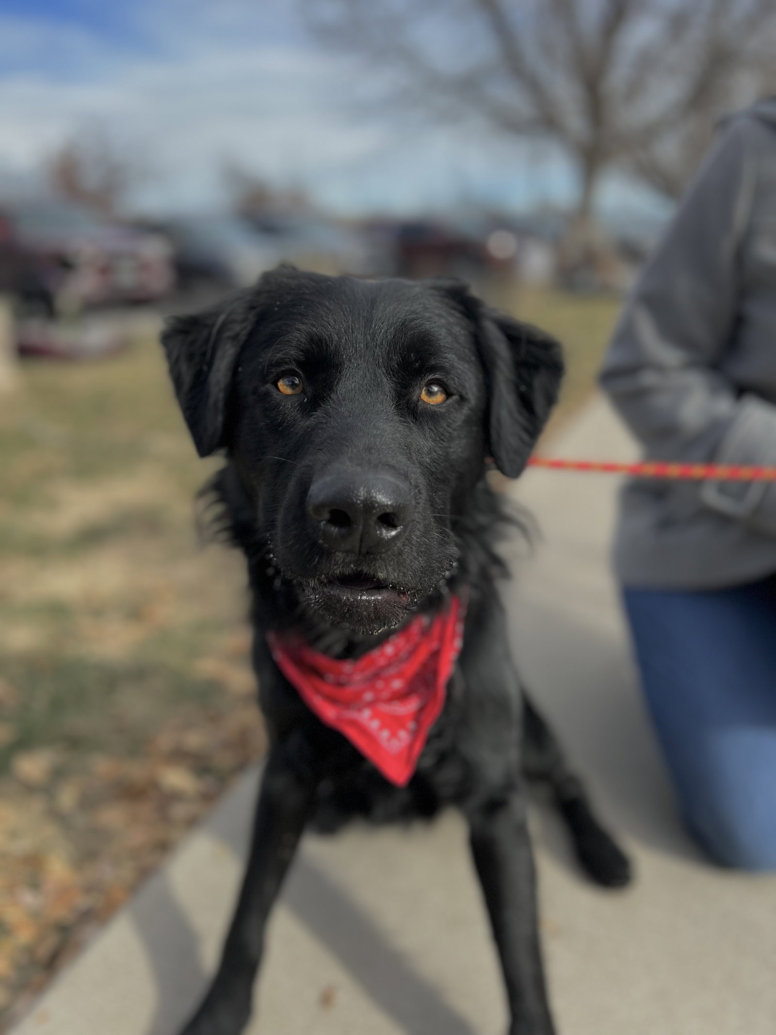 Dog for Adoption Allspice, a Retriever in Grand Junction, CO Alpha Paw