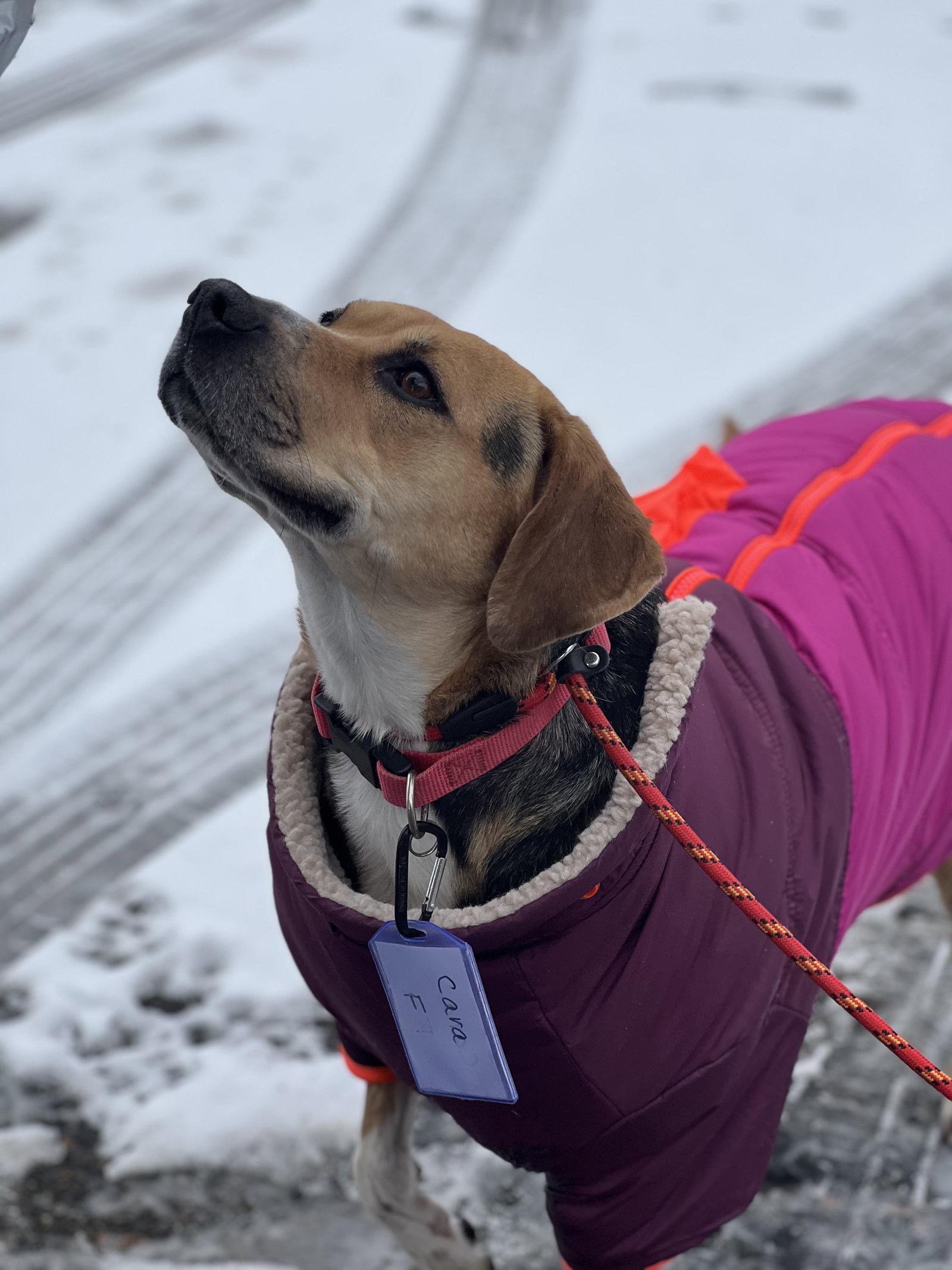 Dog for Adoption - Cara, a Hound in Grand Junction, CO | Alpha Paw
