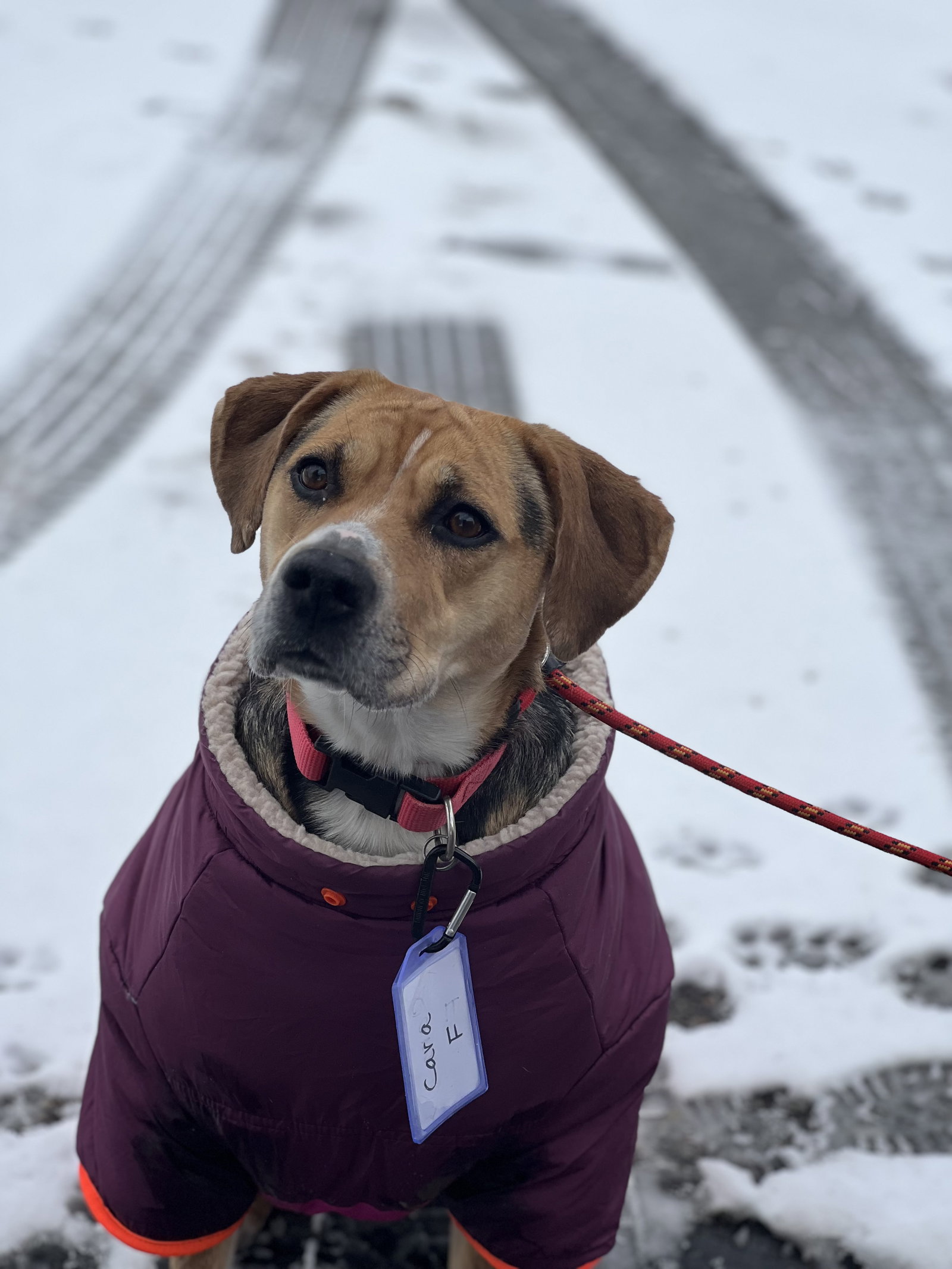 Dog for Adoption - Cara, a Hound in Grand Junction, CO | Alpha Paw