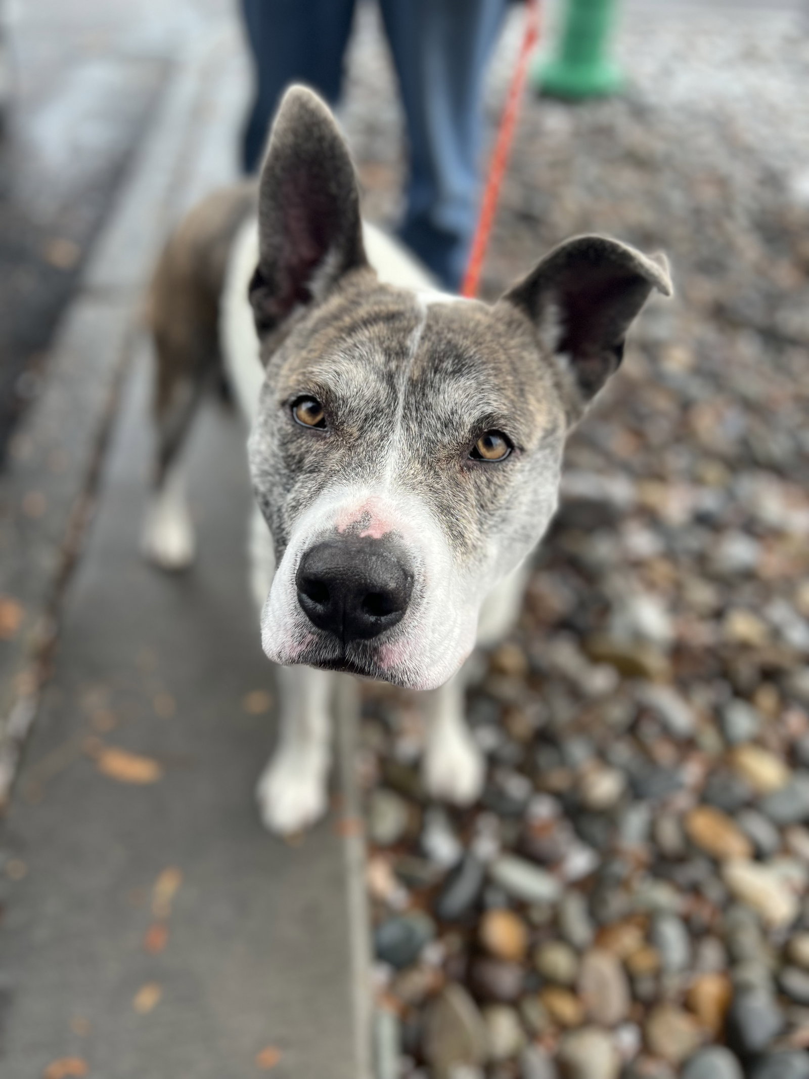 Dog for Adoption Bossk, a Australian Cattle Dog/Blue Heeler in