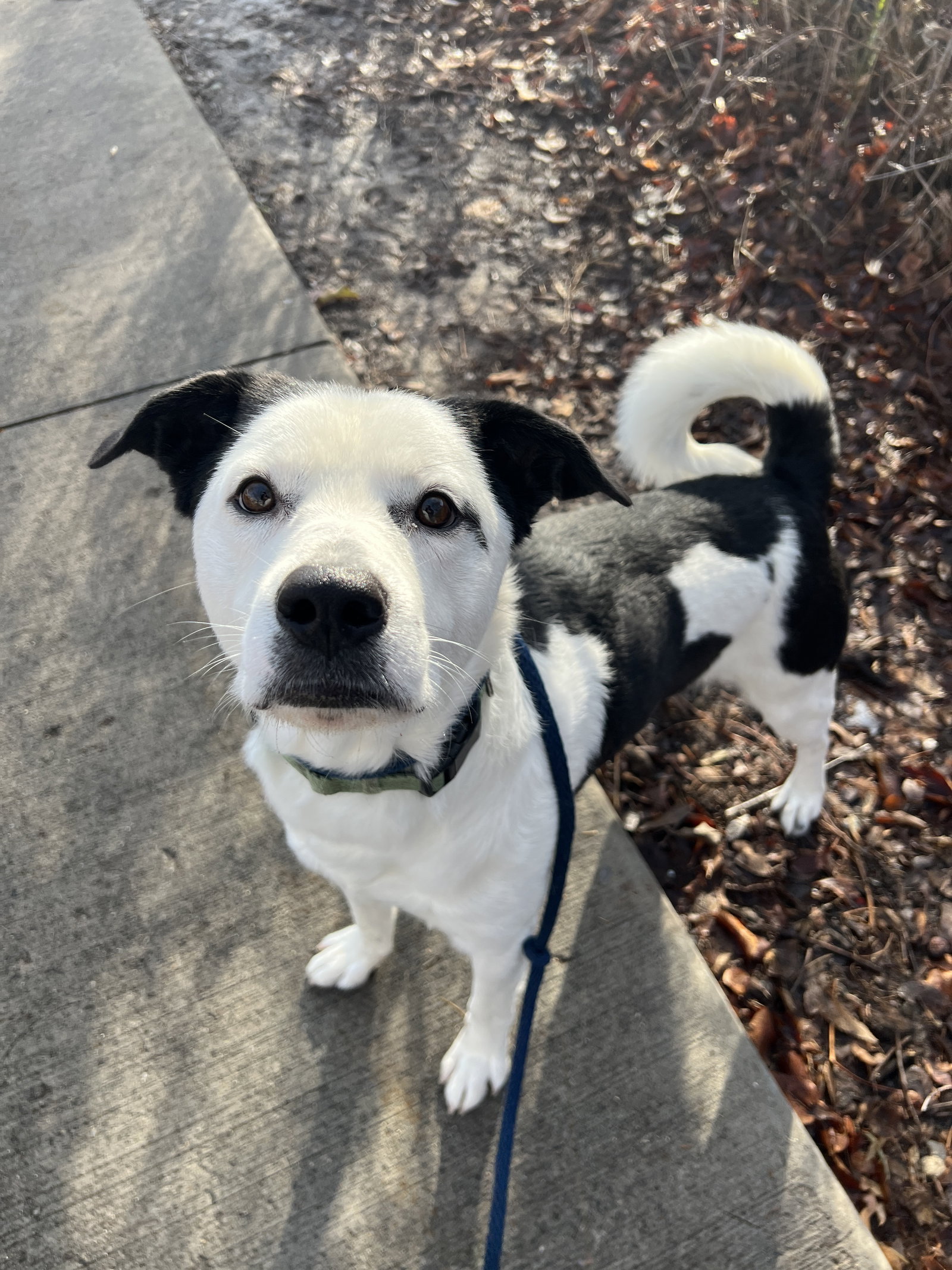 Dog for Adoption Colton, a Border Collie in Clifton, CO Alpha Paw