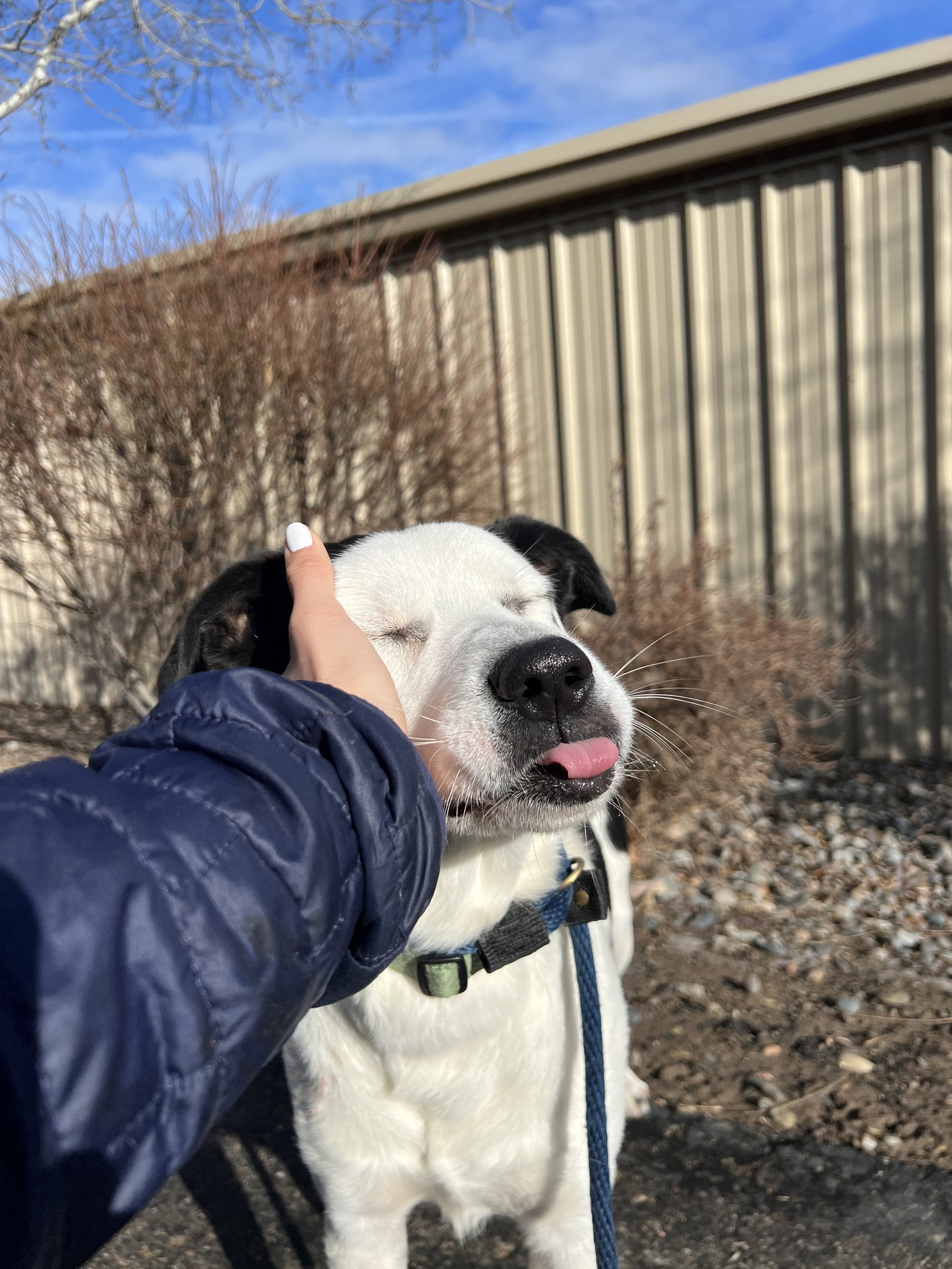 Dog for Adoption Colton, a Border Collie in Clifton, CO Alpha Paw