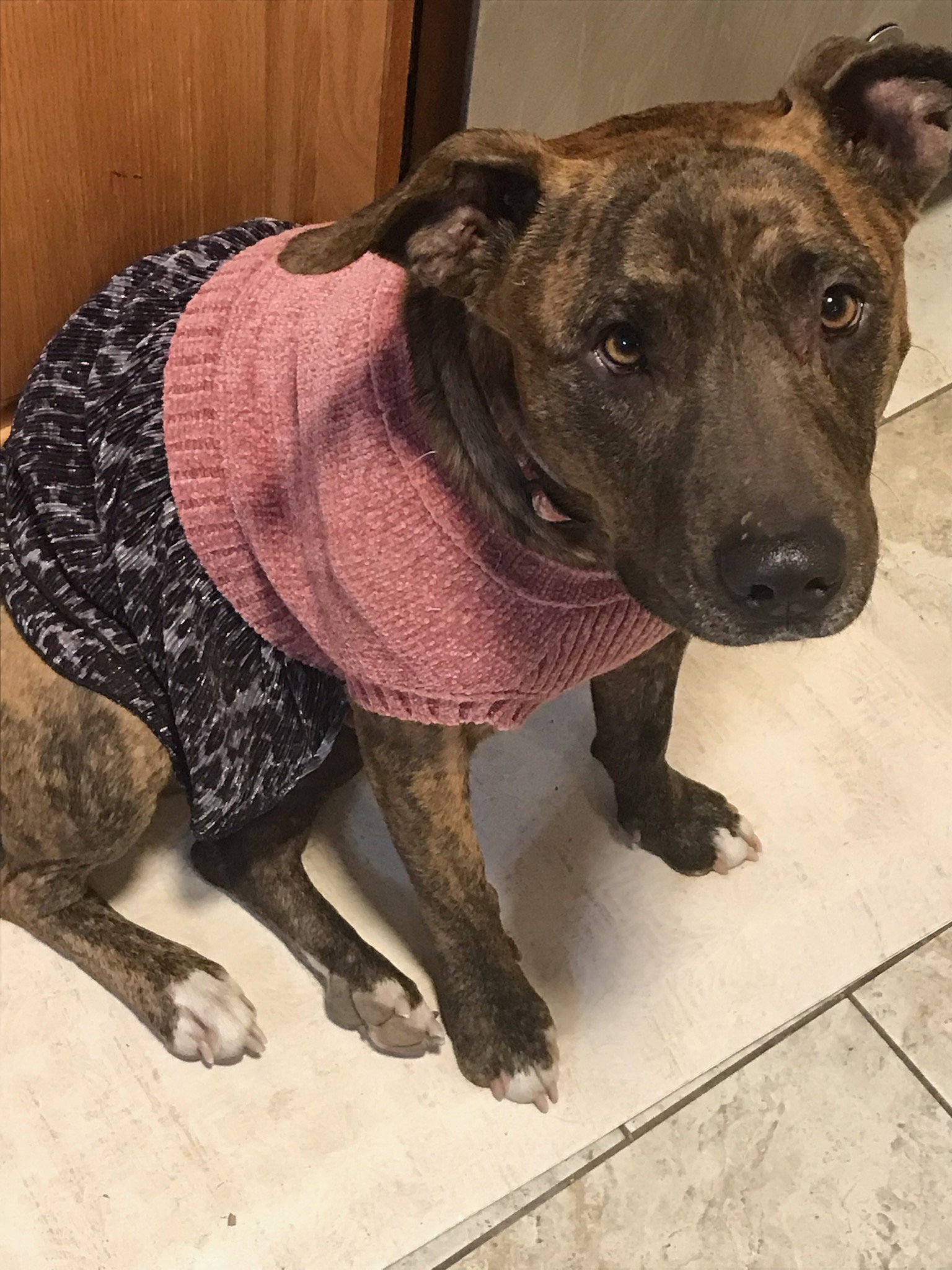 Dog for Adoption Natayla, a American Pit Bull Terrier in Montrose