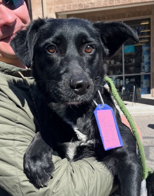Dog for Adoption Nala, a Labrador Retriever in Montrose County, CO