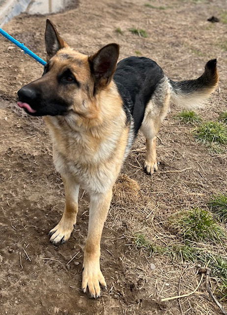 Dog for Adoption - Breton, a German Shepherd Dog in Grand Junction, CO ...