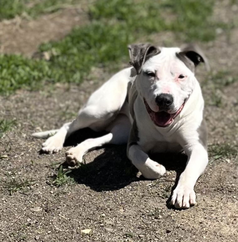 Dog For Adoption - Jubilee, A American Pit Bull Terrier In Redlands, Co 