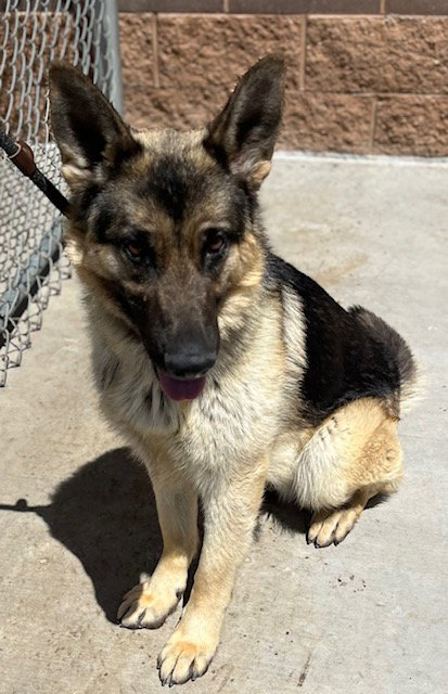 Redlands Animal Shelter Adoption