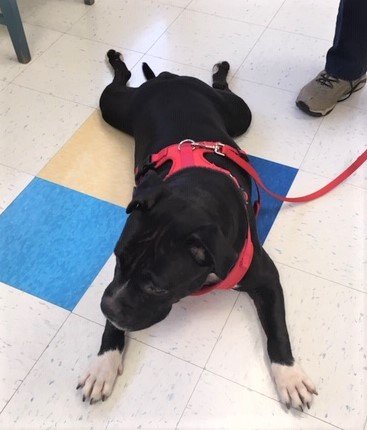 adoptable Dog in East Derry, NH named Jezebel -female