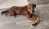adoptable Dog in , NH named Snoop Dogg