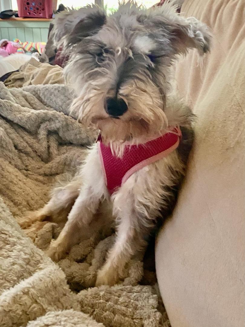 Dog for Adoption - Bunnie, a Schnauzer in Acton, ME | Alpha Paw