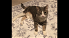 adoptable Cat in , NH named Bruiser