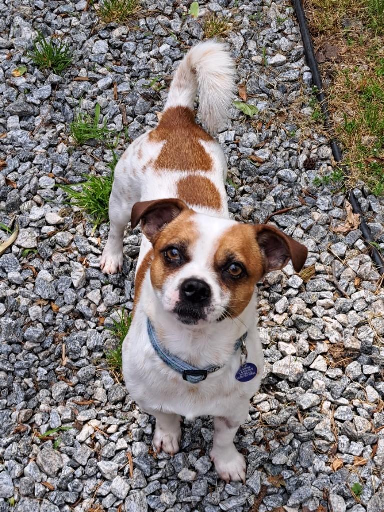 Dog for Adoption - Tony, a Chihuahua in Seabrook, NH | Alpha Paw