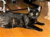 adoptable Cat in , NH named Pecan