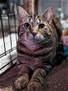 adoptable Cat in , NH named Carlita