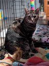 adoptable Cat in , NH named Gabby