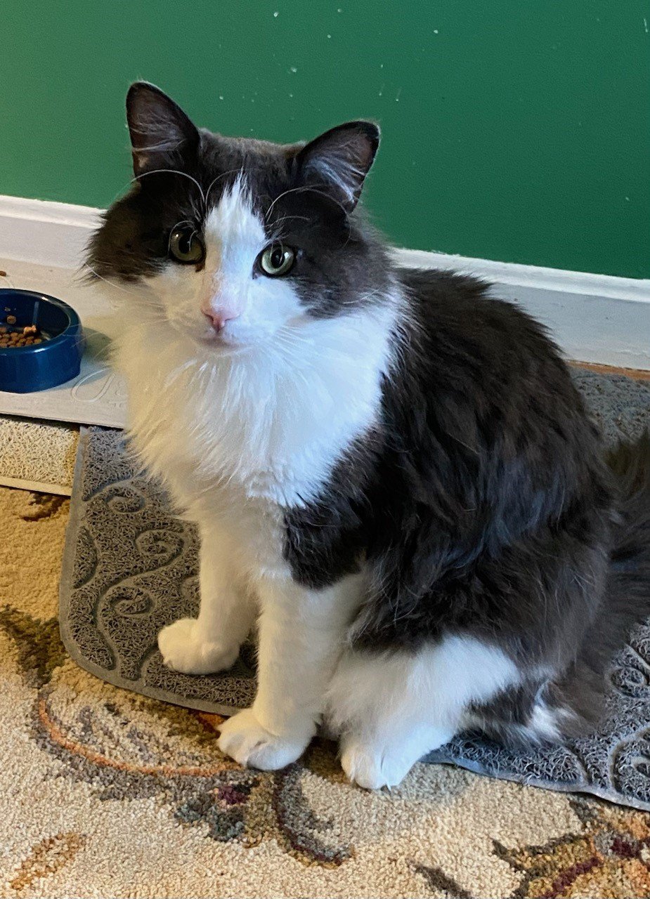 adoptable Cat in East Derry, NH named Ringo
