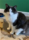 adoptable Cat in , NH named Ringo