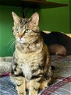 adoptable Cat in , NH named Gazelle