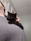 adoptable Cat in , NH named 4 stray kittens