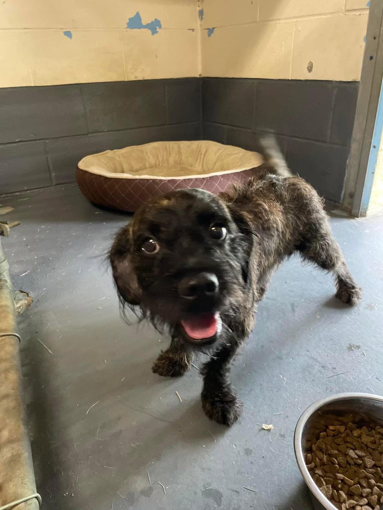Dog for Adoption Misfit, a Jack Russell Terrier in Strafford County