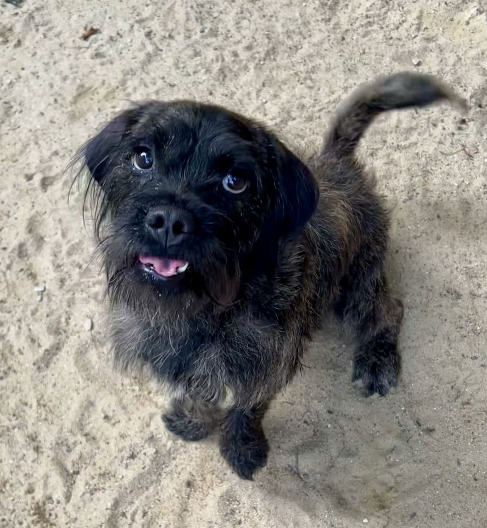 adoptable Dog in East Derry, NH named Misfit