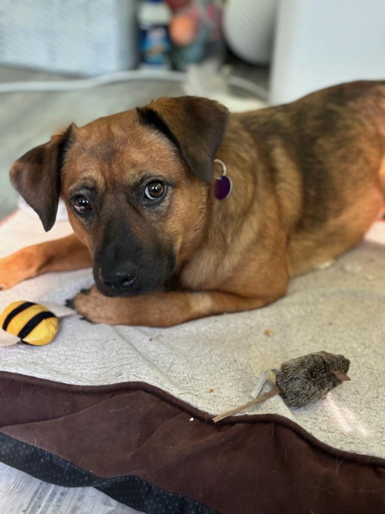 adoptable Dog in East Derry, NH named Roo